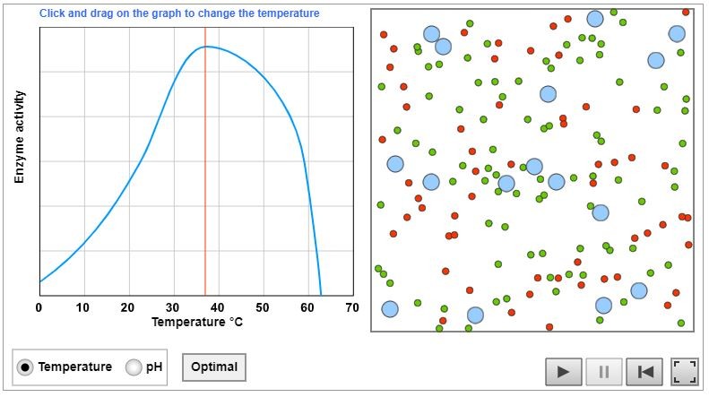 enzyme activity graph