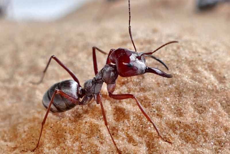 Ant