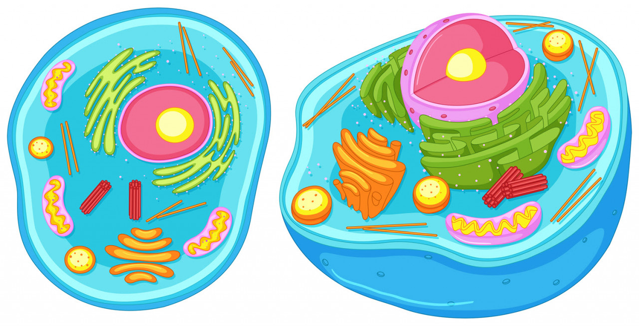 image of Eukaryotic cell