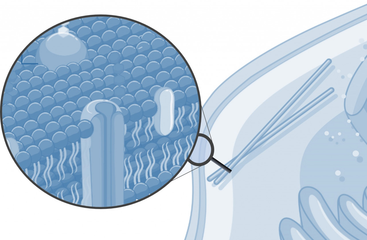 zoom in on cell membrane