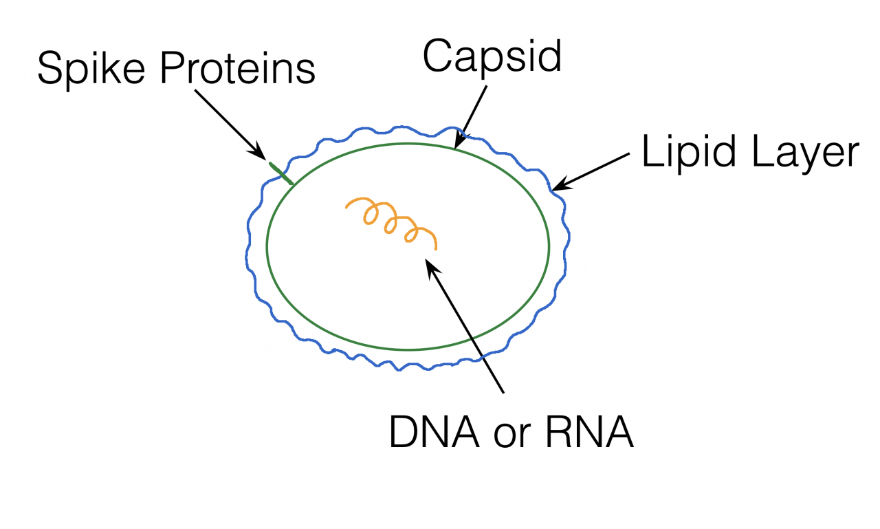 Image of typical virus