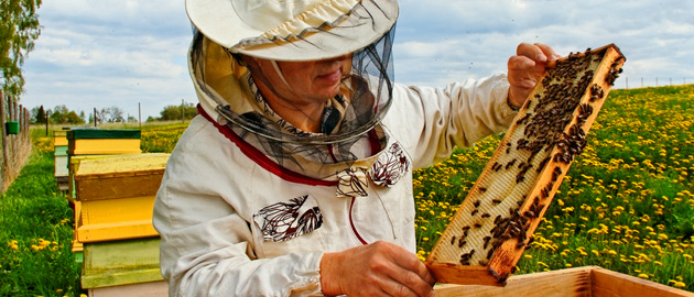 Bees  in hive