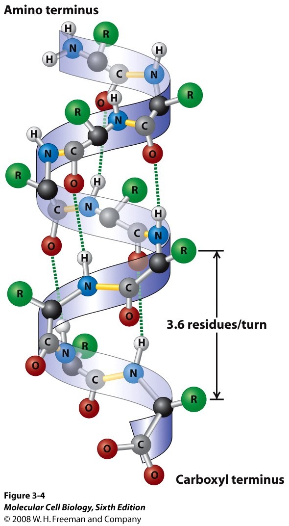 an alpha helix